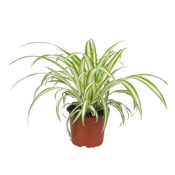 Chlorophytum Comosum Variegatum 12Ø 25cm