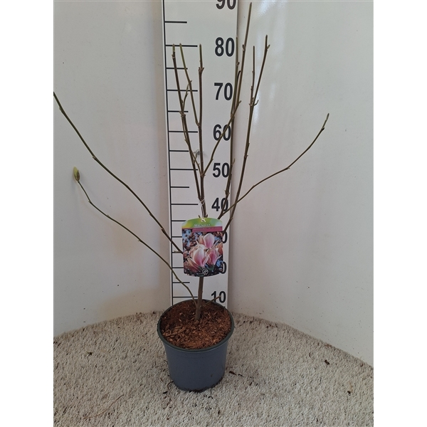 Magnolia soulangiana 19Ø 75cm