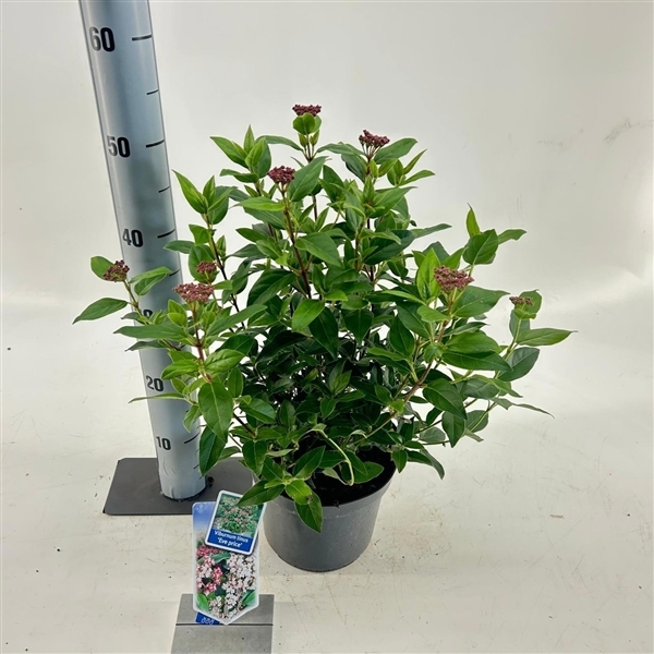 Viburnum tinus Eve Price 19Ø 50cm