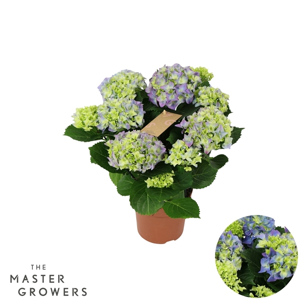 Hydrangea mac Early Blue 14Ø 40cm 5fl