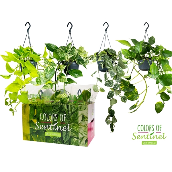 Epipremnum pinnatum hang mix 15Ø 40cm