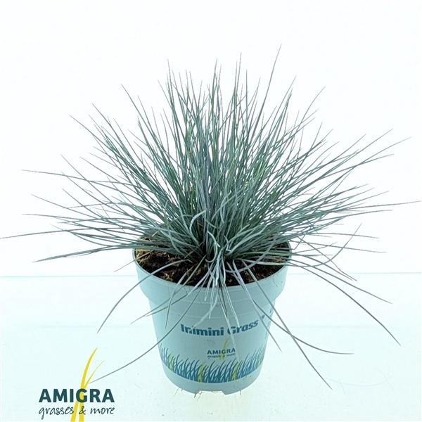Festuca glauca Compact Blue 10,5Ø 25cm