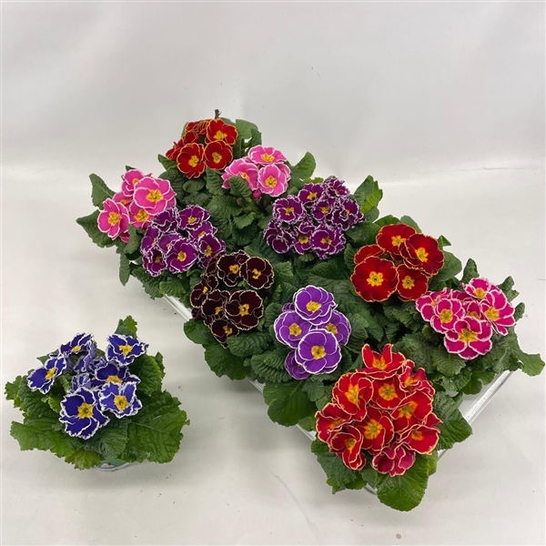 Primula acaulis Sparkly mix 10Ø 15cm