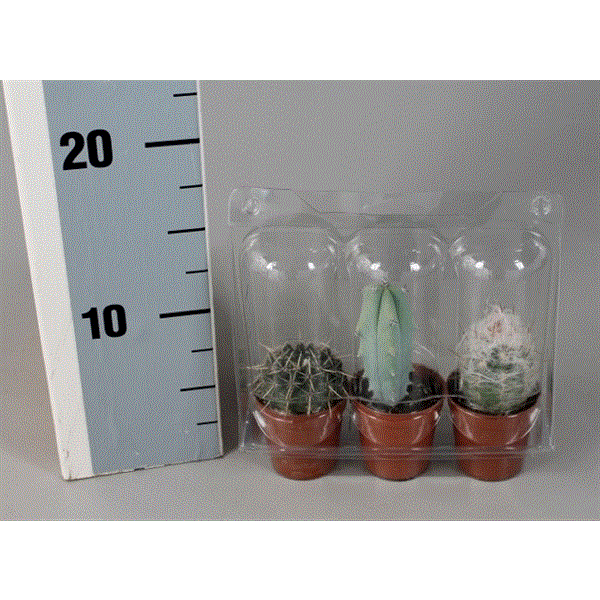 Cactus mix in Blister 3-pack 5,5Ø 5cm