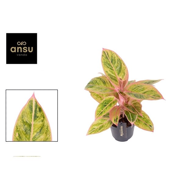 Aglaonema Salmon Fantasy 12Ø 30cm 1pp