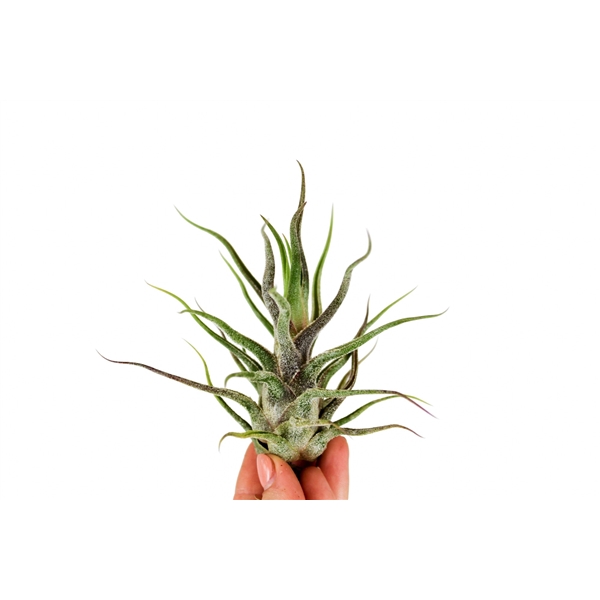 Tillandsia Pruinosa 9Ø 9cm
