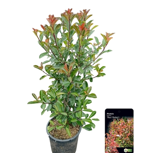 Photinia fra. Red Robin 40Ø 175cm