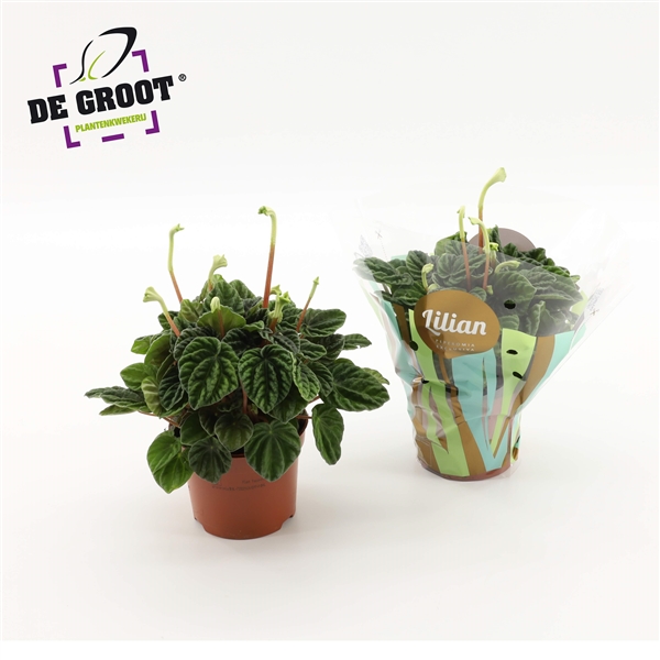 Peperomia Caperata Lilian 12Ø 25cm