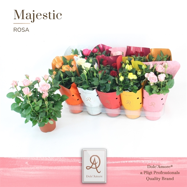 Rosa mix Dolc'Amore Ton Sur Ton 12Ø 29cm