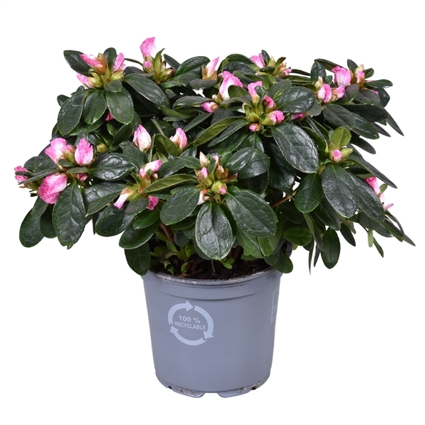 Rhododendron simsii Hulsten 12Ø 25cm 25Ø