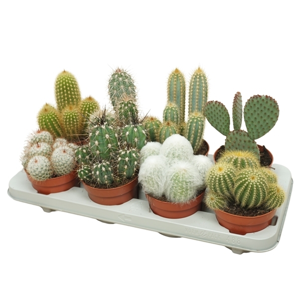 Cactus mix 12Ø 15cm