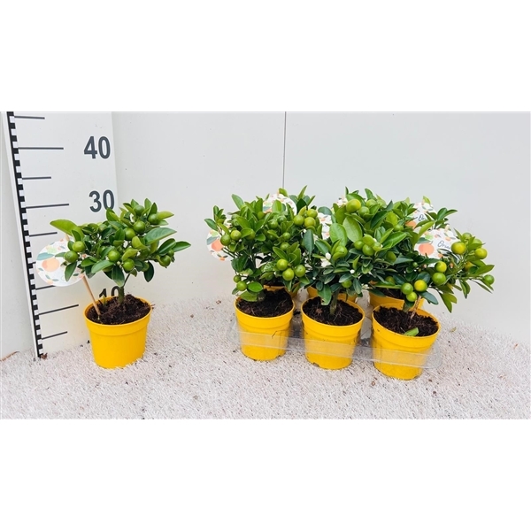 Citrofortunella Floridana Limon on stem 12Ø 30cm