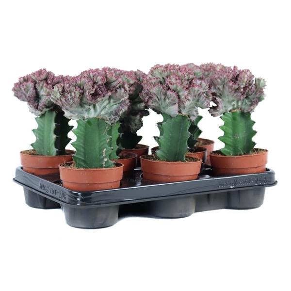 Euphorbia Cristata 10,5Ø 30cm