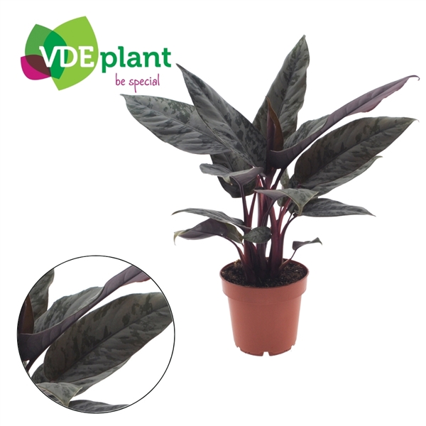 Apoballis Acuminatissima 12Ø 25cm