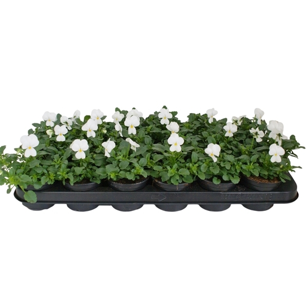 Viola cornuta Callisto F1 White 9Ø 12cm