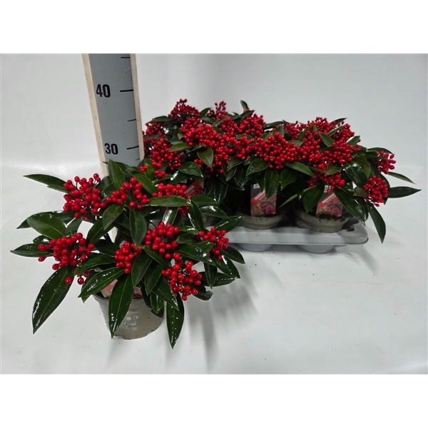 Skimmia jap. reevesiana 15Ø 25cm 6fl
