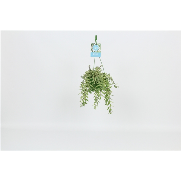 Aeschynanthus Bolero Bicolore 14Ø 30cm