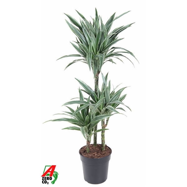 Dracaena fragrance De Warneckei 60-30-15 21Ø 100cm 3pp