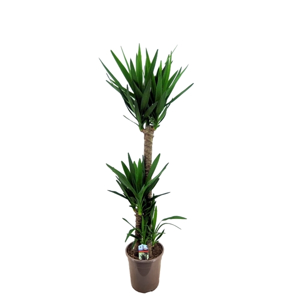 Yucca toef 90-45-20 24Ø 135cm 3Head