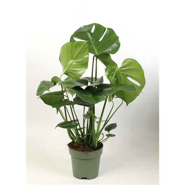 Monstera deliciosa 17Ø 60cm 3pp