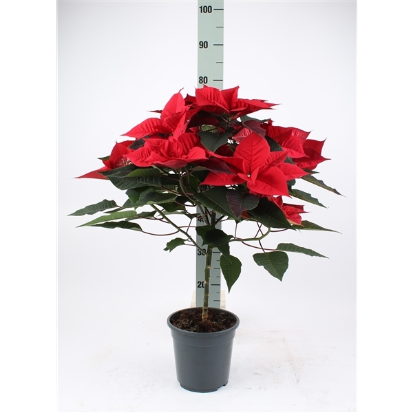 Euphorbia (Poinsettia) Red on stem 19Ø 75cm 9fl
