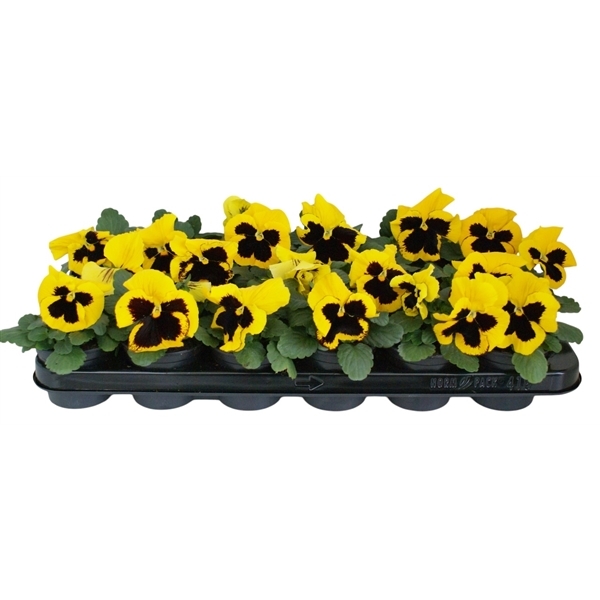 Viola Wittrockiana delta F1 Yellow with Blotch 9Ø 12cm