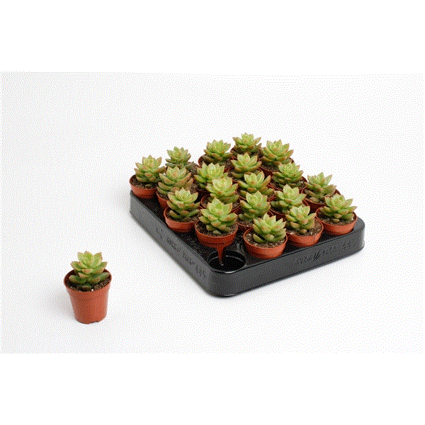 Sedum Nussbaumeriana 5,5Ø 10cm