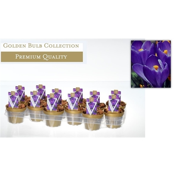 Crocus blue 10Ø 12cm