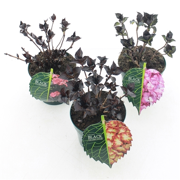 Hydrangea mac BD Angel mix 17Ø 30cm 997fl