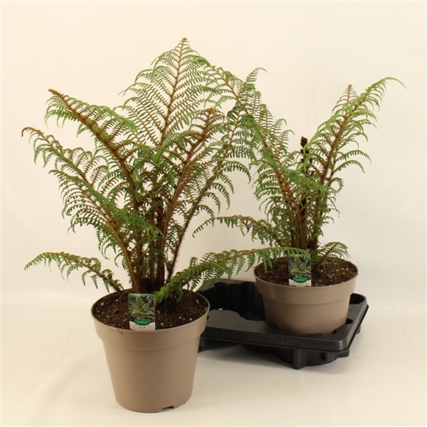 Cyathea Highland Lace 23Ø 50cm