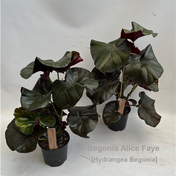 Begonia leaf Alice Faye 14Ø 50cm