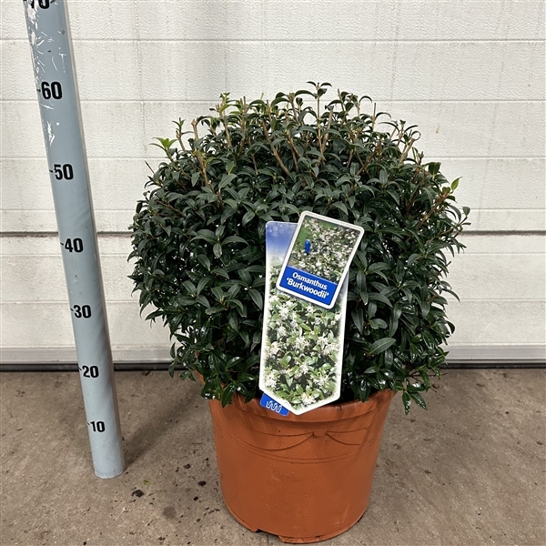 Osmanthus burkwoodii 30Ø 45cm