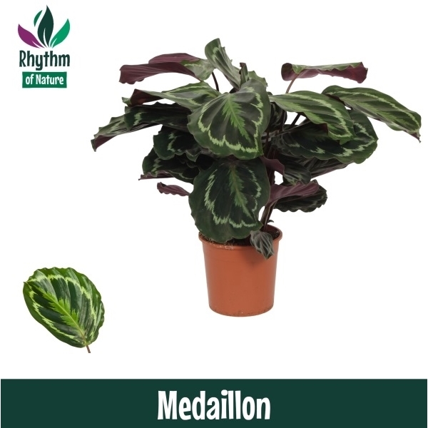 Calathea Medallion 14Ø 45cm