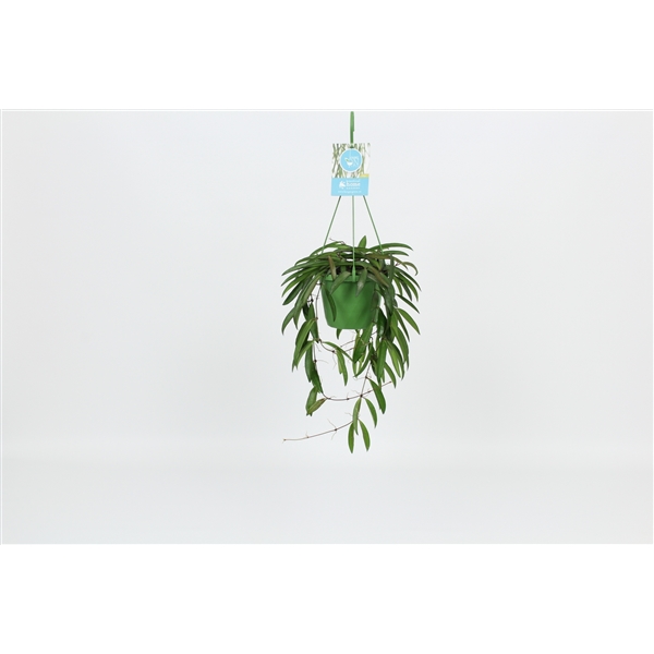 Hoya Wayetti 14Ø 30cm