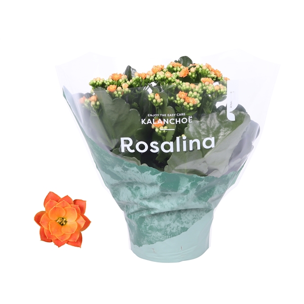 Kalanchoe blossfeldiana Rosalina Don Pedro 15Ø 27cm