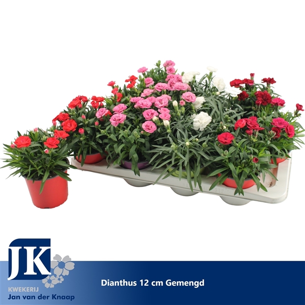 Dianthus Hybr. mix 12Ø 22cm