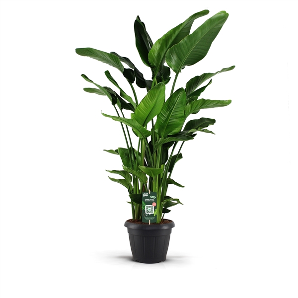 Strelitzia Nicolai 35Ø 180cm 9pp