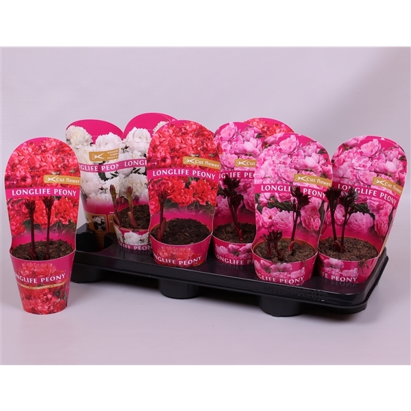 Paeonia Longlife mix 11Ø 10cm