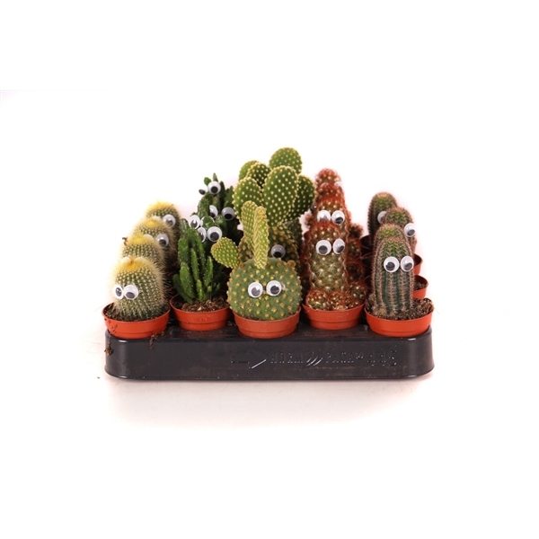 Cactus + eyes 5,5Ø 8cm