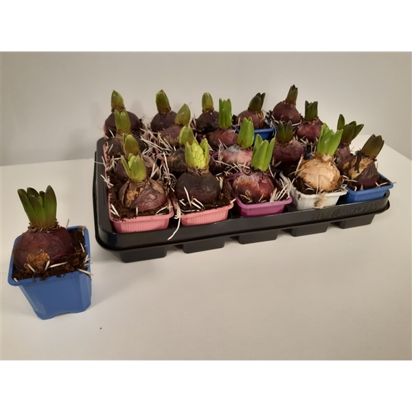 Hyacinthus orientalis mix 7Ø 15cm 1pp