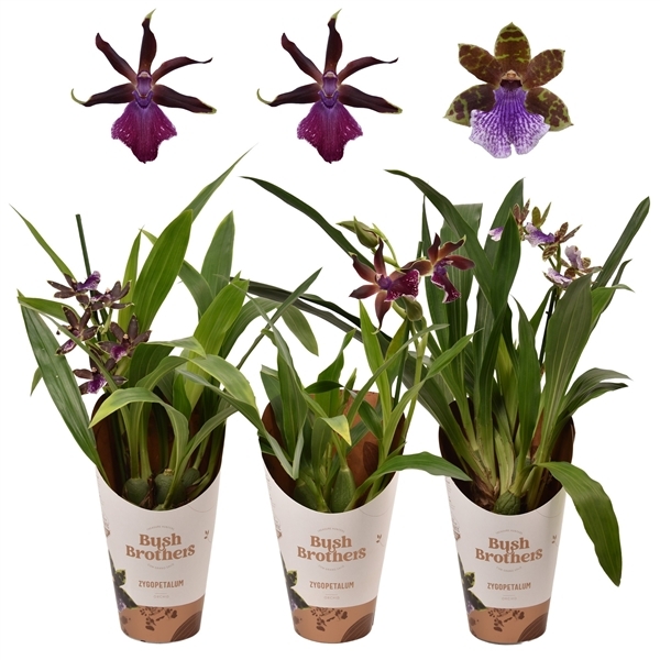 Zygopetalum Louisendorf (Cites) 12Ø 40cm 1st 5fl