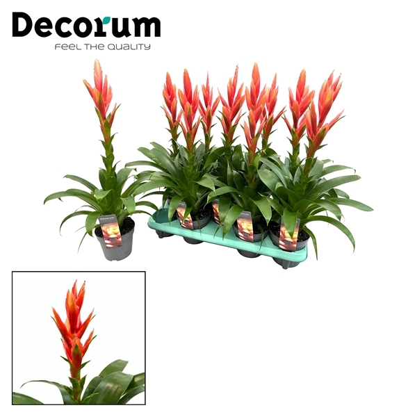 Tillandsia Ziva 13Ø 55cm
