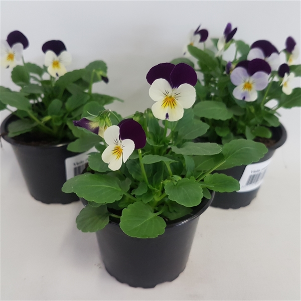 Viola cornuta White with Violet Wing 9Ø 15cm