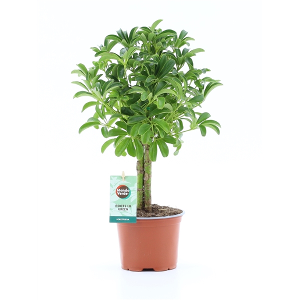 Schefflera arboricola Luseana 12Ø 40cm 2pp