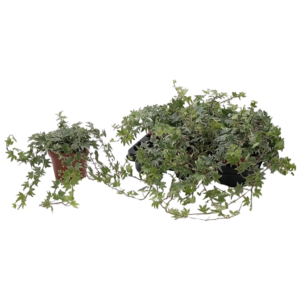 Hedera helix White Ripple 13Ø 25cm