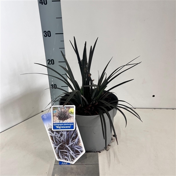 Ophiopogon planiscapus Nigrescens 17Ø 15cm