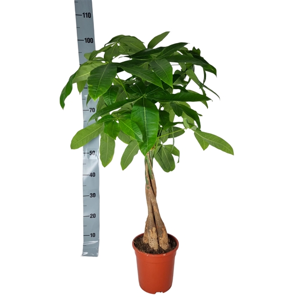 Pachira aquatica 19Ø 90cm