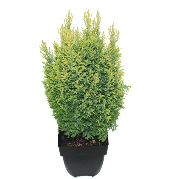Chamaecyparis law. Ellw. Gold 17Ø 55cm