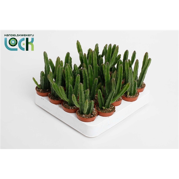 Stapelia Leendertziae 5,5Ø 15cm
