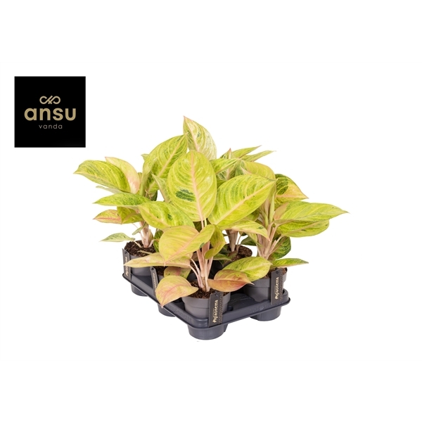 Aglaonema Peppermint Pink 12Ø 38cm 1pp